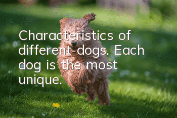 Characteristics of different dogs. Each dog is the most unique.