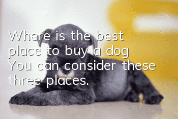Where is the best place to buy a dog? You can consider these three places.