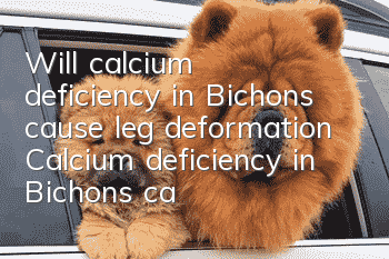 Will calcium deficiency in Bichons cause leg deformation? Calcium deficiency in Bichons can be replenished through these methods!