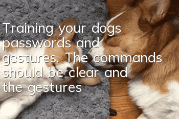 Training your dog’s passwords and gestures. The commands should be clear and the gestures should be simple.