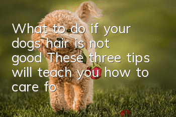 What to do if your dog’s hair is not good? These three tips will teach you how to care for your dog’s hair.