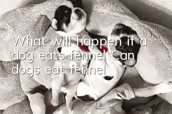 What will happen if a dog eats fennel? Can dogs eat fennel?