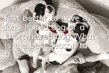 Is it better to have a long-haired dog or a short-haired dog? What is the best season to buy puppies?