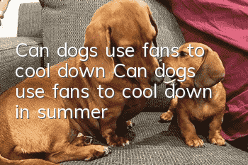 Can dogs use fans to cool down? Can dogs use fans to cool down in summer?