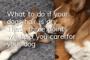 What to do if your dog’s hair is dry? These three points will help you care for your dog’s hair.