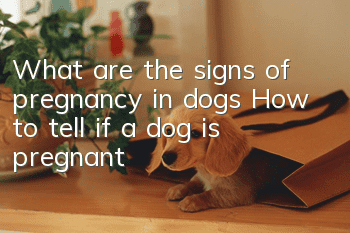 What are the signs of pregnancy in dogs? How to tell if a dog is pregnant?
