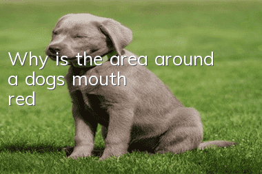 Why is the area around a dog's mouth red?