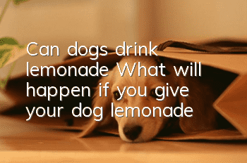 Can dogs drink lemonade? What will happen if you give your dog lemonade?