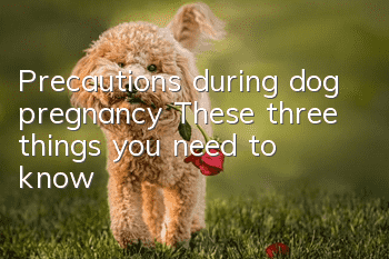 Precautions during dog pregnancy: These three things you need to know