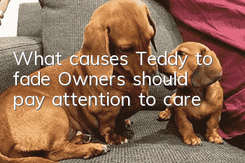 What causes Teddy to fade? Owners should pay attention to care