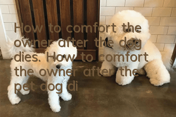How to comfort the owner after the dog dies. How to comfort the owner after the pet dog dies.