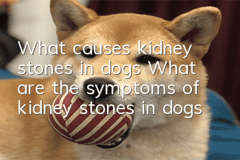 What causes kidney stones in dogs? What are the symptoms of kidney stones in dogs?
