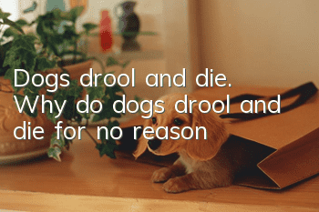 Dogs drool and die. Why do dogs drool and die for no reason?