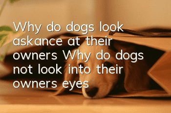 Why do dogs look askance at their owners? Why do dogs not look into their owners' eyes?