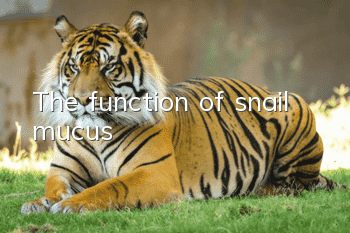 The function of snail mucus