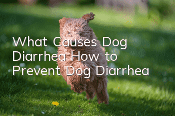 What Causes Dog Diarrhea How to Prevent Dog Diarrhea