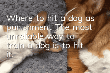 Where to hit a dog as punishment? The most unreliable way to train a dog is to hit it.