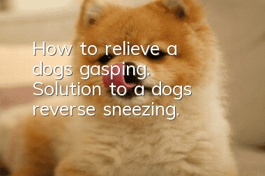 How to relieve a dog’s gasping. Solution to a dog’s reverse sneezing.