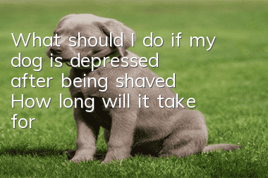 What should I do if my dog is depressed after being shaved? How long will it take for my dog to be depressed after being shaved?