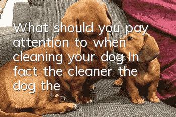 What should you pay attention to when cleaning your dog? In fact, the cleaner the dog, the better.