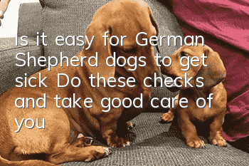 Is it easy for German Shepherd dogs to get sick? Do these checks and take good care of your health.