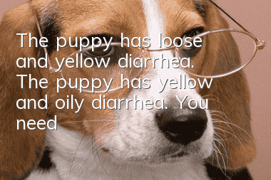 The puppy has loose and yellow diarrhea. The puppy has yellow and oily diarrhea. You need to prescribe the right medicine quickly!