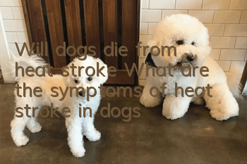 Will dogs die from heat stroke? What are the symptoms of heat stroke in dogs?