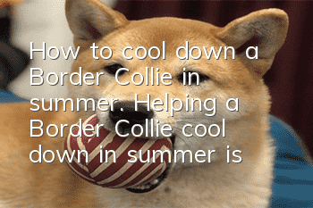 How to cool down a Border Collie in summer. Helping a Border Collie cool down in summer is more effective than shaving it!