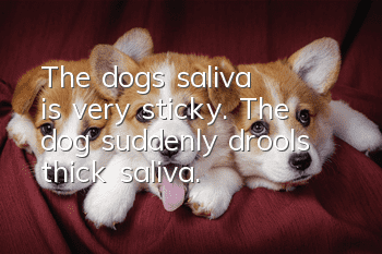The dog's saliva is very sticky. The dog suddenly drools thick saliva.