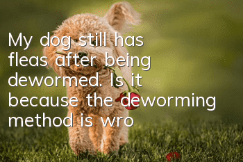 My dog still has fleas after being dewormed. Is it because the deworming method is wrong or something is wrong?