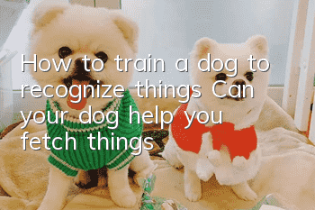 How to train a dog to recognize things? Can your dog help you fetch things?