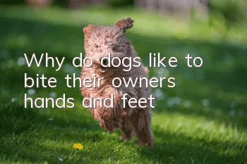 Why do dogs like to bite their owners’ hands and feet?