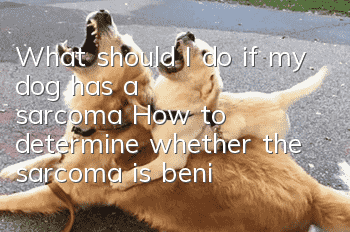 What should I do if my dog has a sarcoma? How to determine whether the sarcoma is benign or malignant?