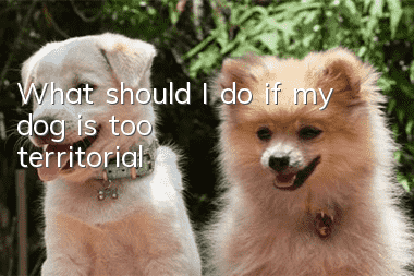 What should I do if my dog is too territorial?