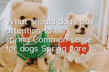 What should dogs pay attention to in spring? Common sense for dogs: Spring care