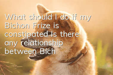 What should I do if my Bichon Frize is constipated? Is there any relationship between Bichon Frize's constipation and your feeding habits?