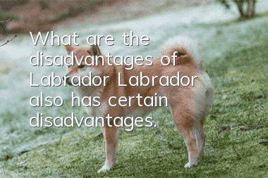 What are the disadvantages of Labrador? Labrador also has certain disadvantages.
