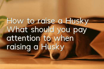 How to raise a Husky What should you pay attention to when raising a Husky