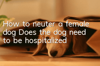How to neuter a female dog? Does the dog need to be hospitalized?