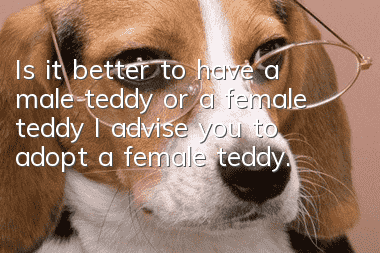 Is it better to have a male teddy or a female teddy? I advise you to adopt a female teddy.