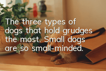 The three types of dogs that hold grudges the most. Small dogs are so small-minded.