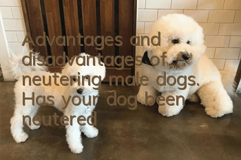 Advantages and disadvantages of neutering male dogs. Has your dog been neutered?