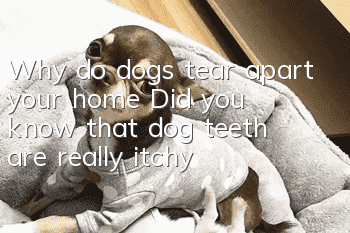 Why do dogs tear apart your home? Did you know that dog teeth are really itchy?