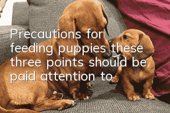 Precautions for feeding puppies: these three points should be paid attention to