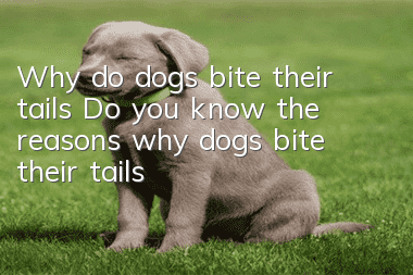 Why do dogs bite their tails? Do you know the reasons why dogs bite their tails?