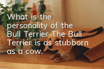 What is the personality of the Bull Terrier? The Bull Terrier is as stubborn as a cow.