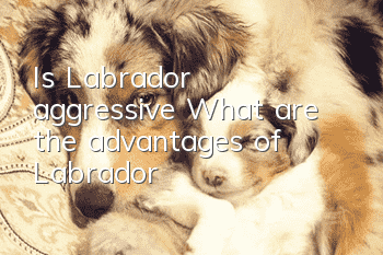 Is Labrador aggressive? What are the advantages of Labrador?