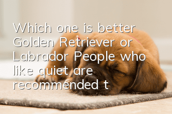 Which one is better, Golden Retriever or Labrador? People who like quiet are recommended to raise Golden Retriever.