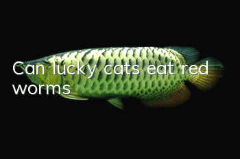 Can lucky cats eat red worms?