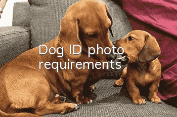 Dog ID photo requirements